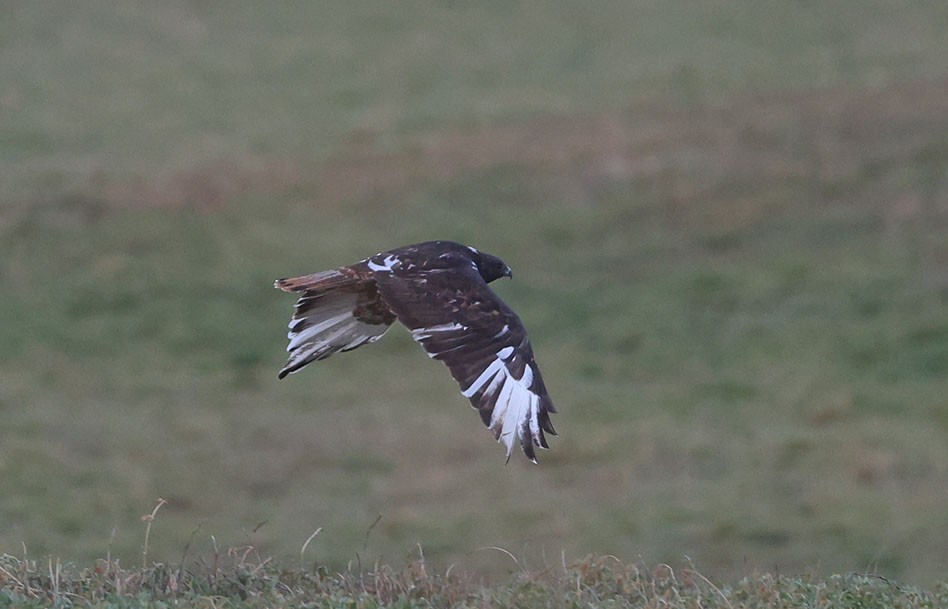 Red-tailed Hawk (calurus/alascensis) - ML645918716