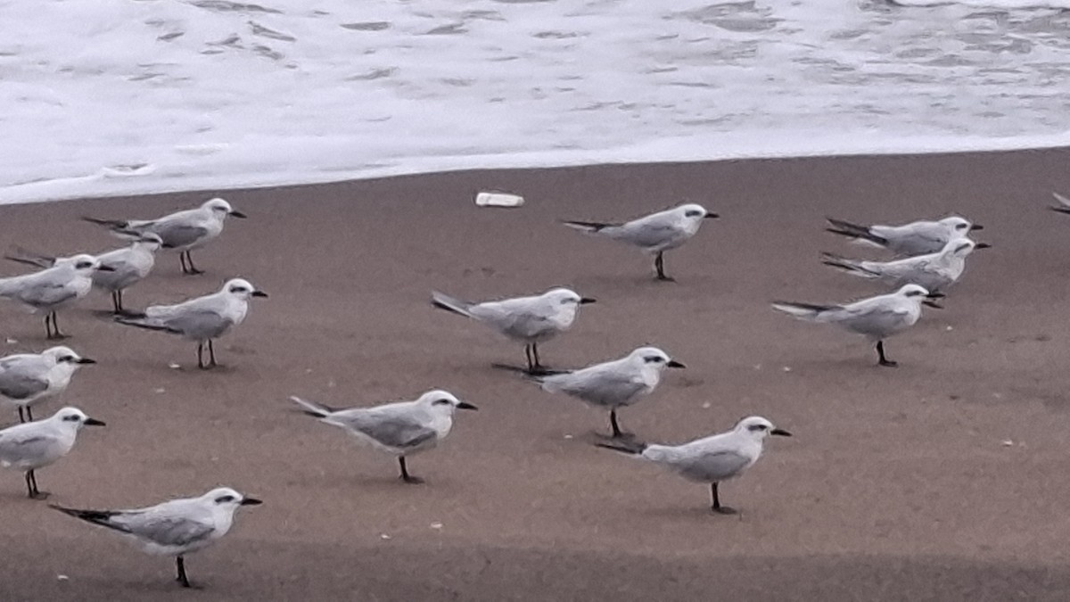 rybák černozobý - ML645918720