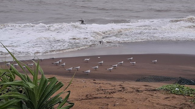 rybák černozobý - ML645918721