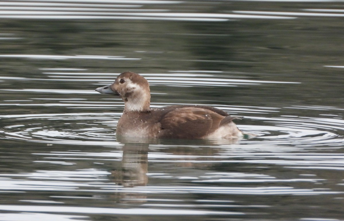 Long-tailed Duck - ML645918724
