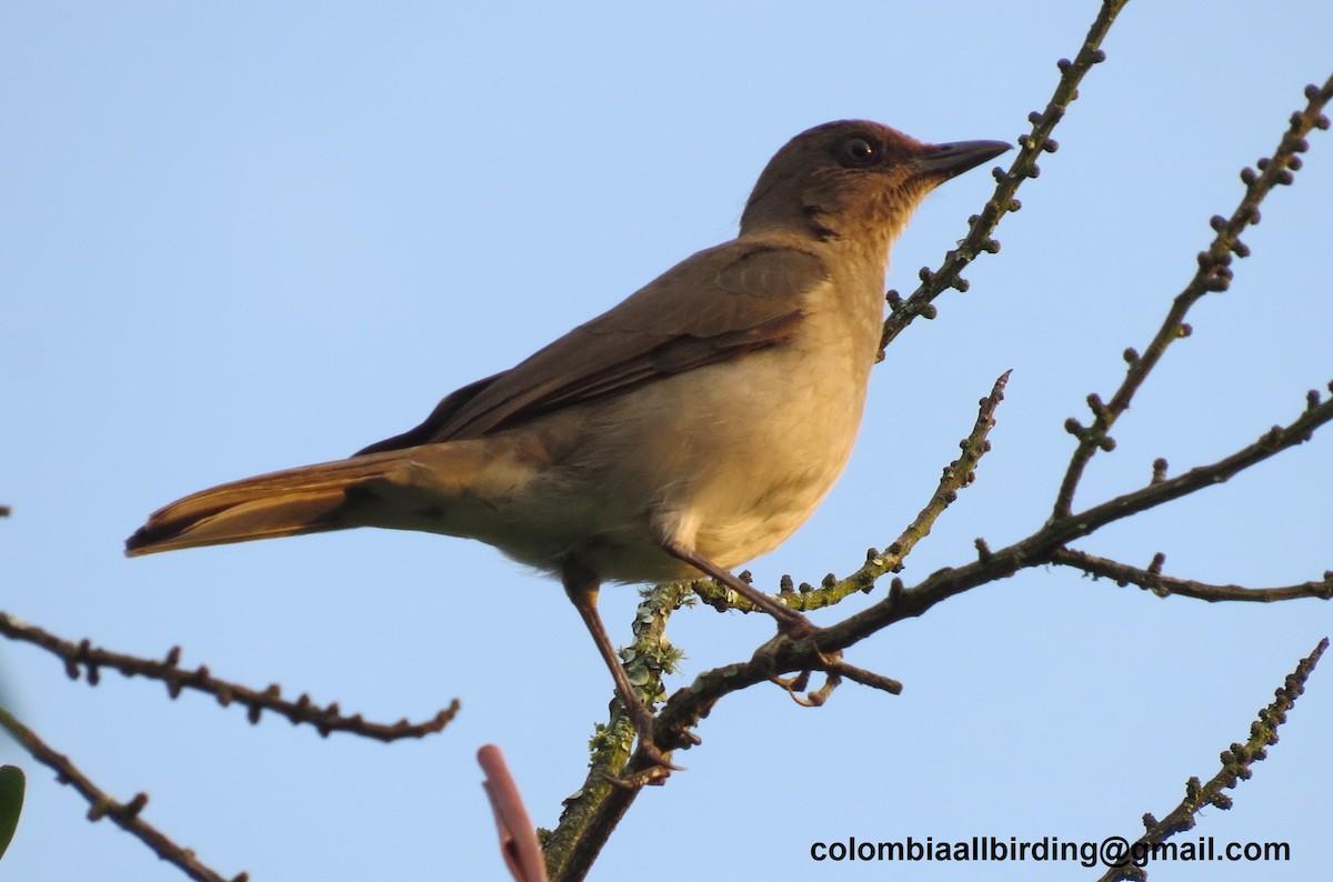 Black-billed Thrush - ML645918730