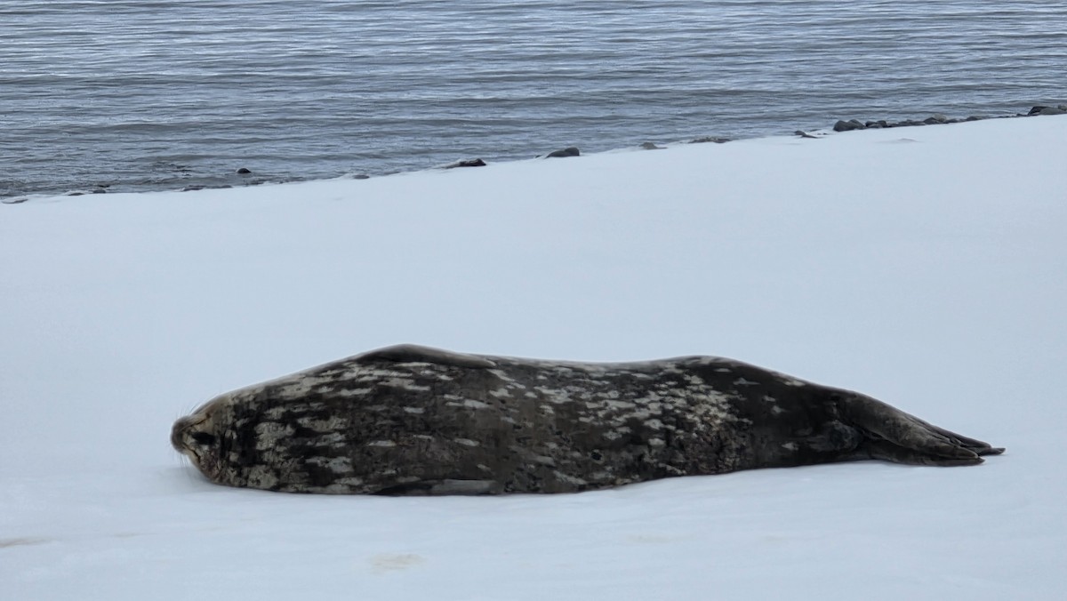 Weddell Seal - ML645918731