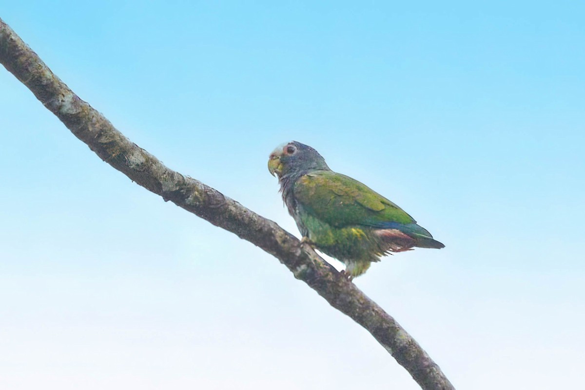 White-crowned Parrot - ML645918733