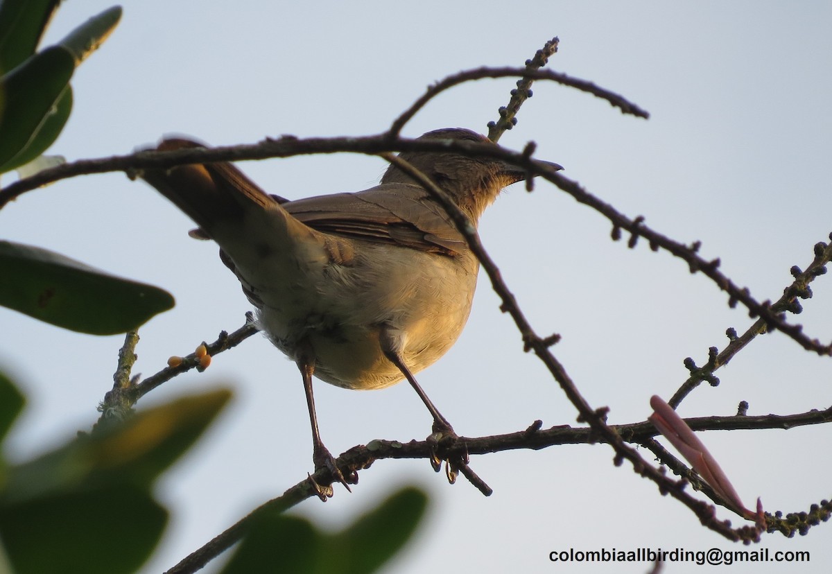 Black-billed Thrush - ML645918734