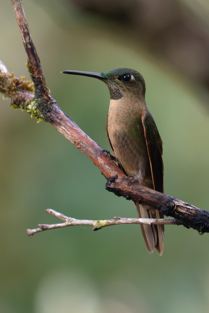 チャムネテリハチドリ - ML645918735