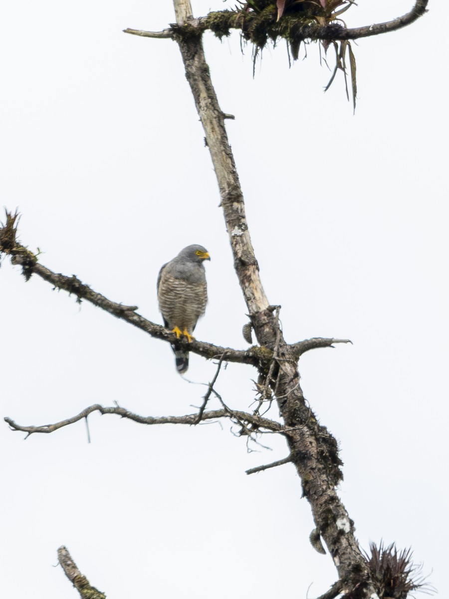 Roadside Hawk - ML645918736