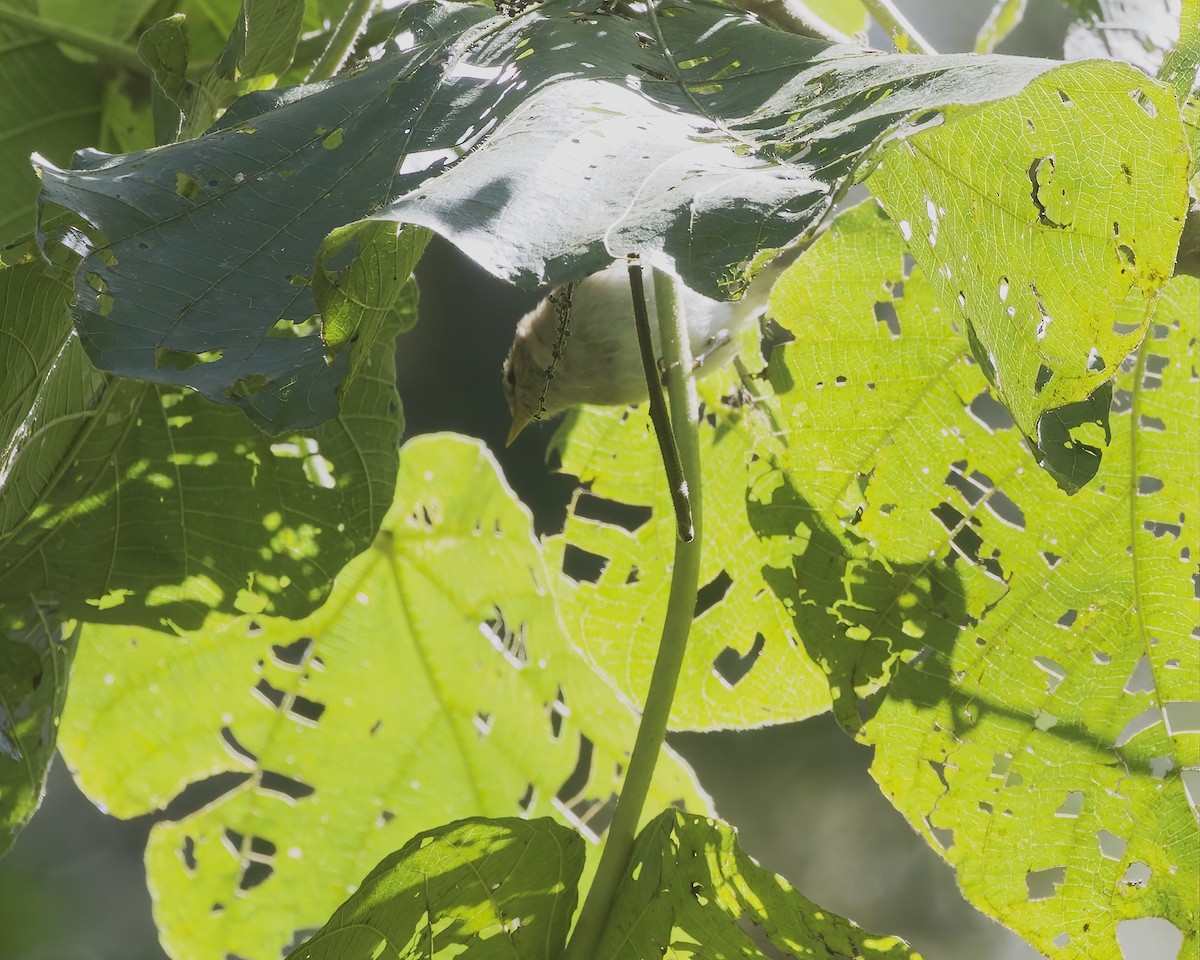 Brown Woodland-Warbler - ML645918741