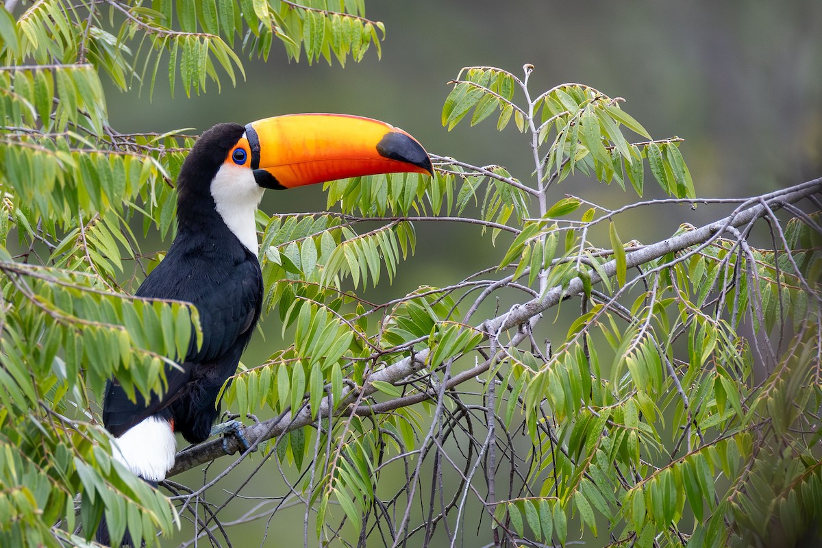 Toco Toucan - ML645918753