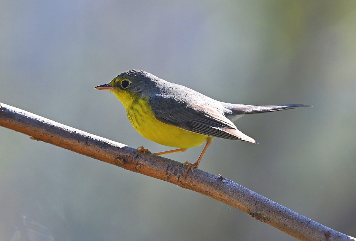 Canada Warbler - ML645918754