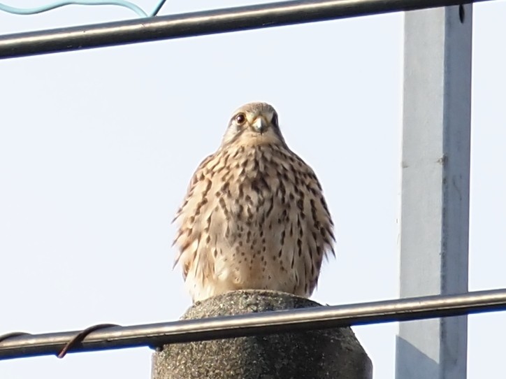 tårnfalk - ML645918755