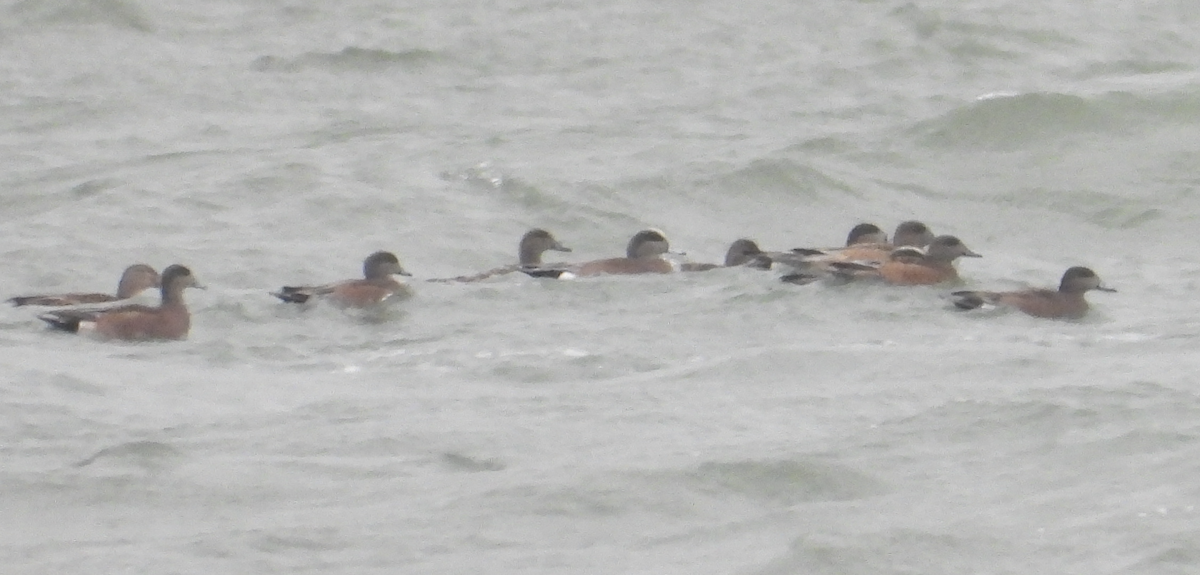 American Wigeon - ML645918756