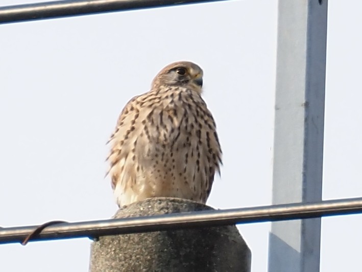 tårnfalk - ML645918757