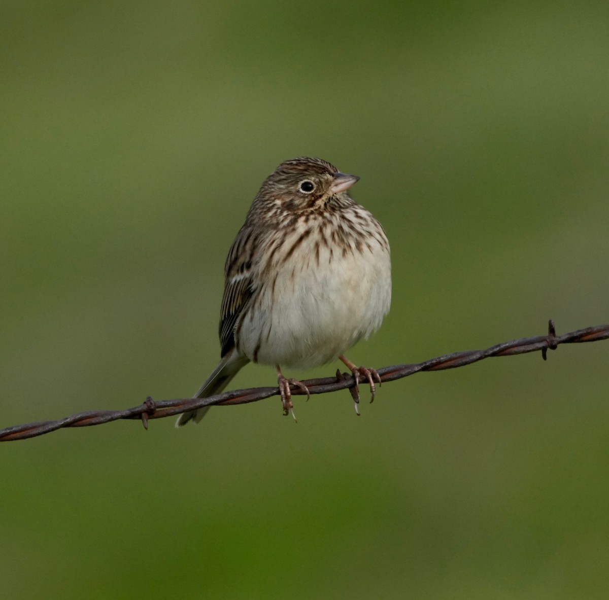 Vesper Sparrow - ML645918758