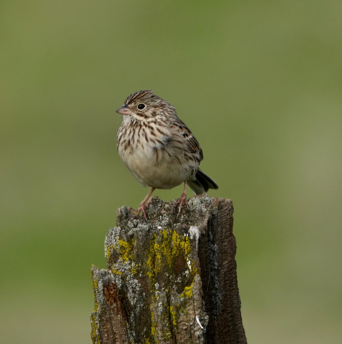 Vesper Sparrow - ML645918759