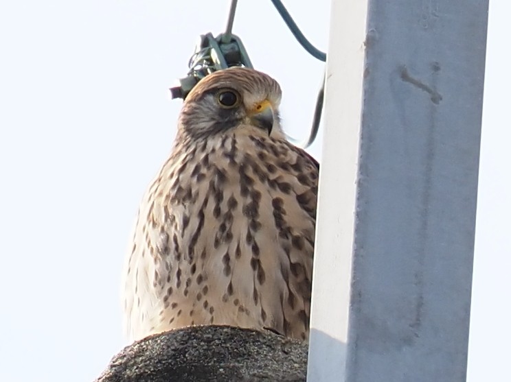 tårnfalk - ML645918760