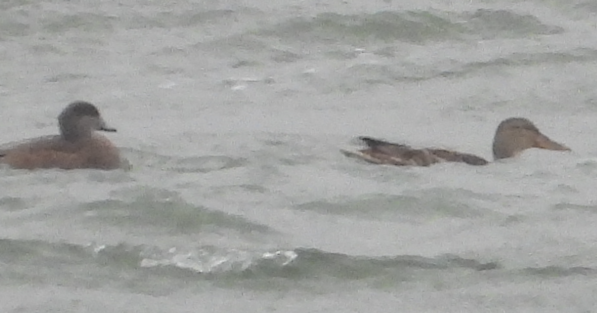 Northern Shoveler - ML645918761