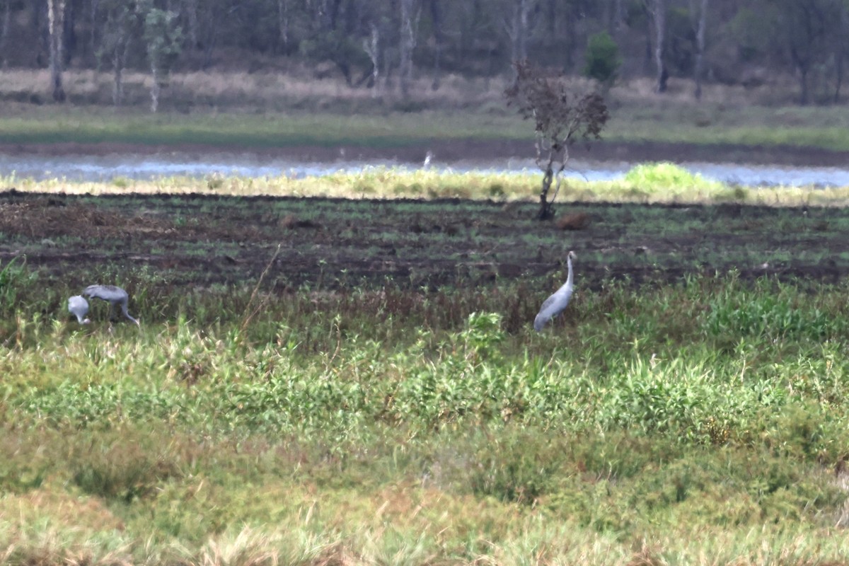 Brolga - ML645918762
