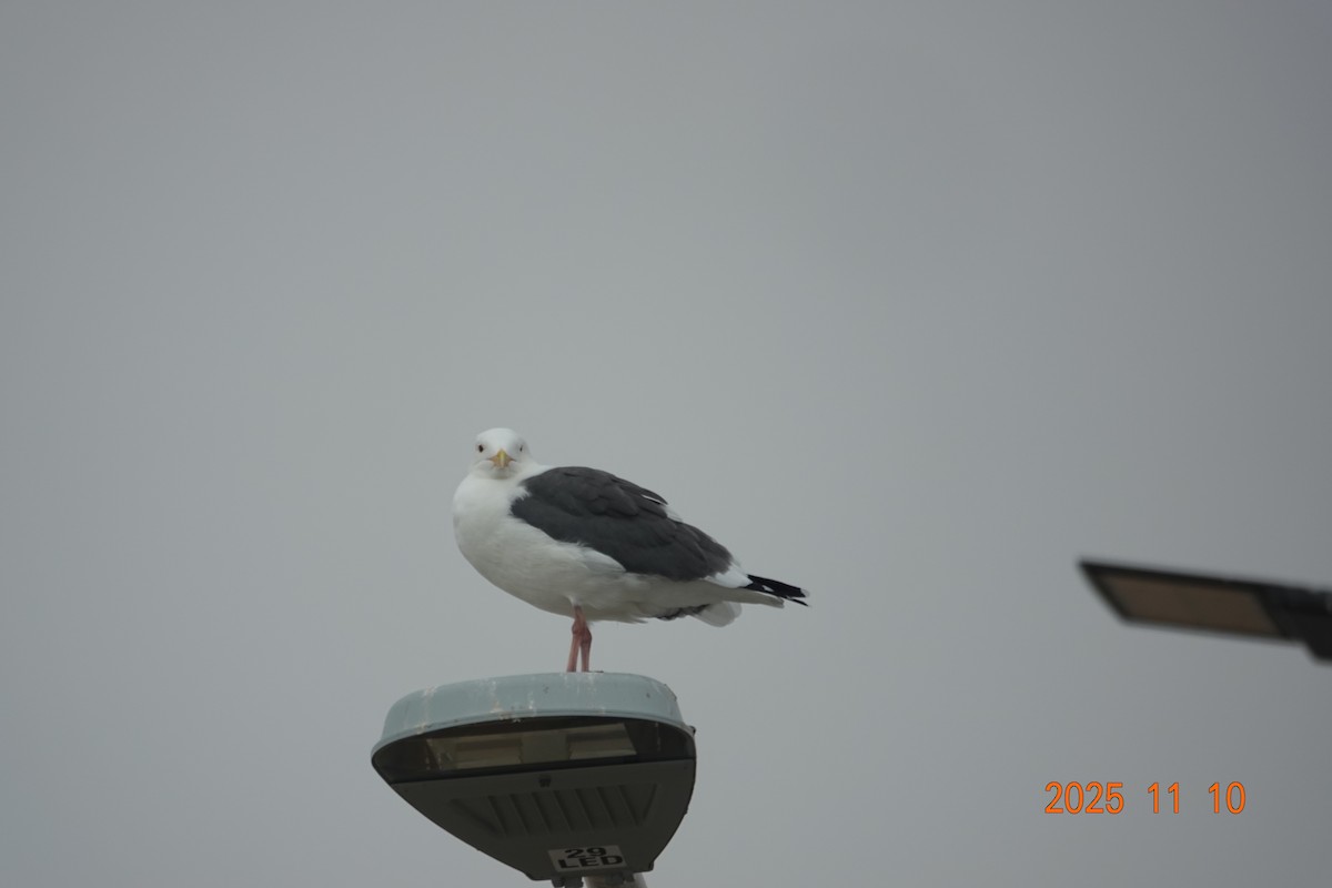 Мартин західний - ML645918766