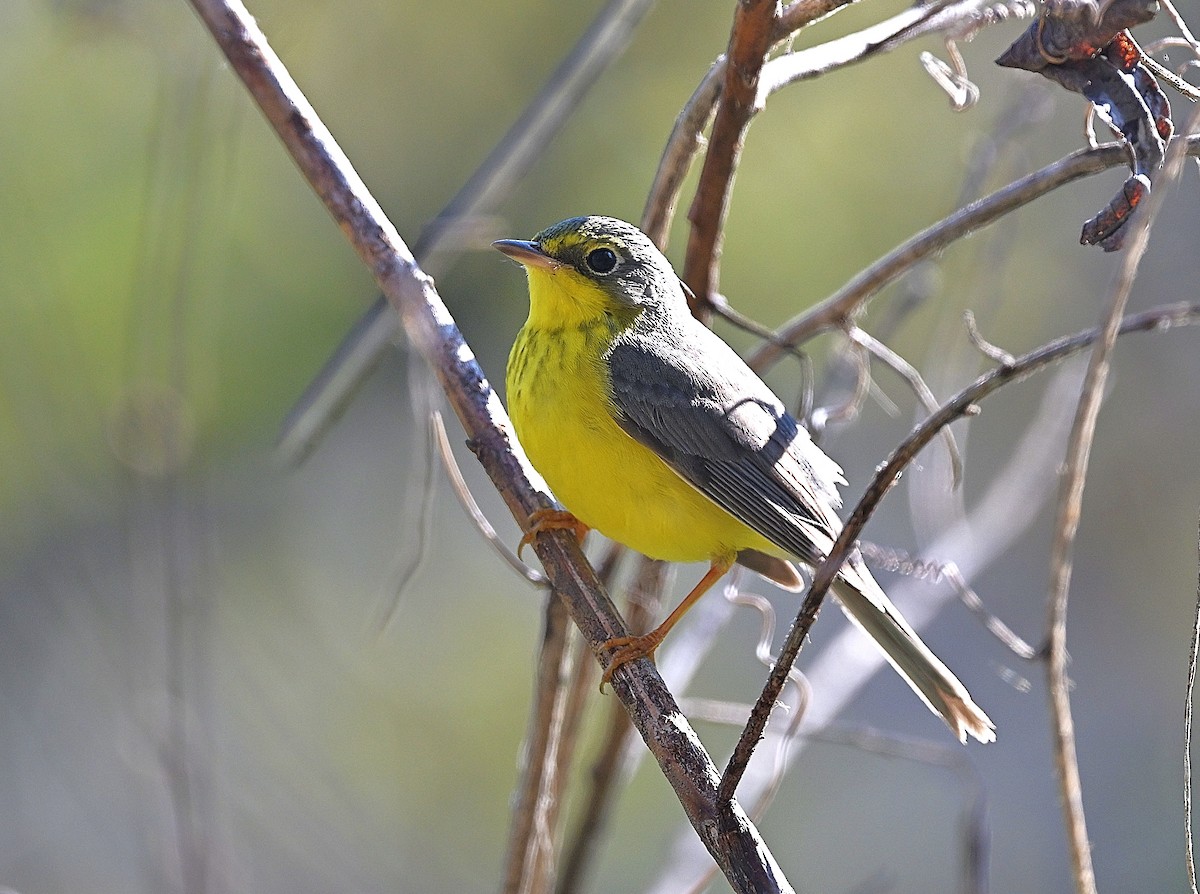 Canada Warbler - ML645918767
