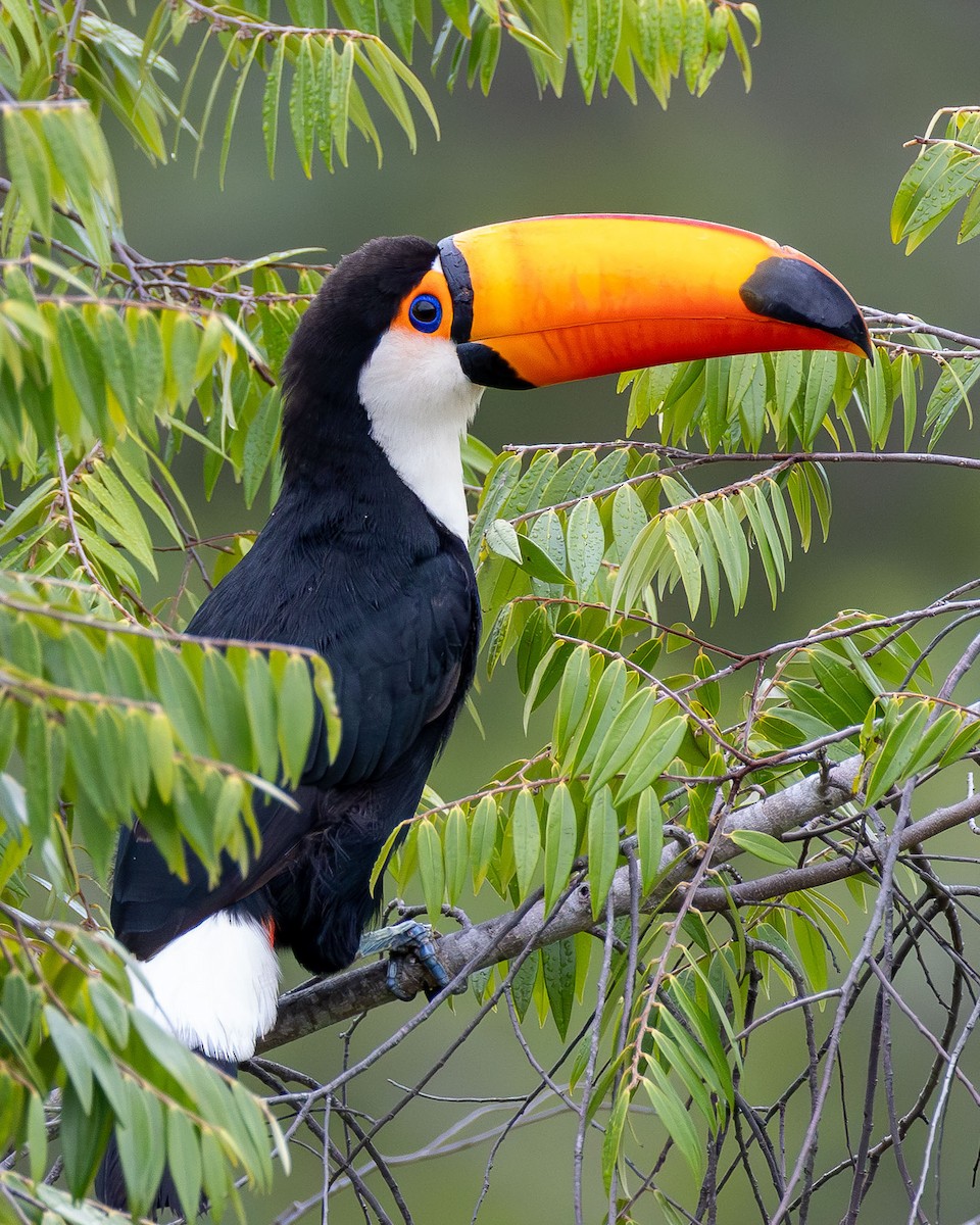 Toco Toucan - ML645918768