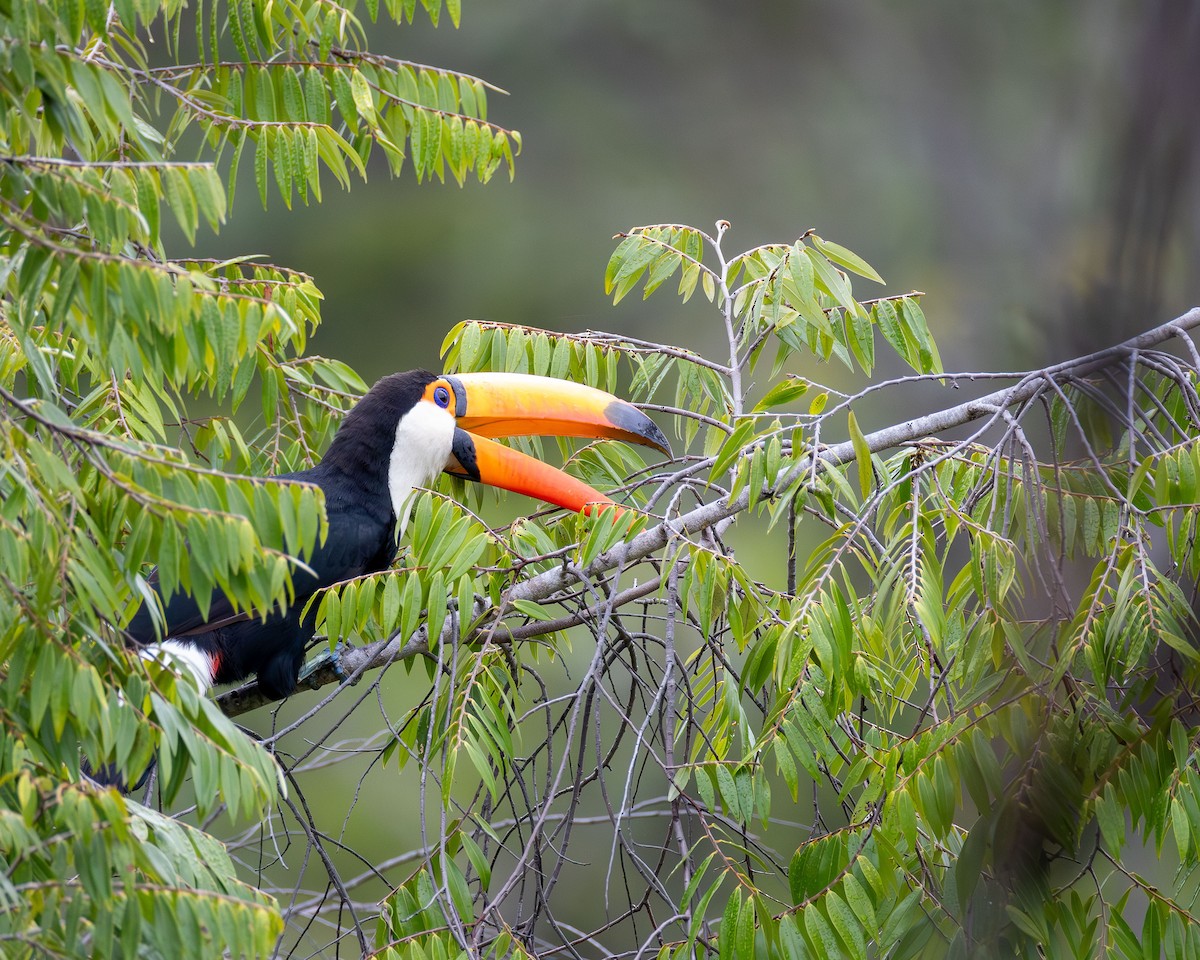 Toco Toucan - ML645918770