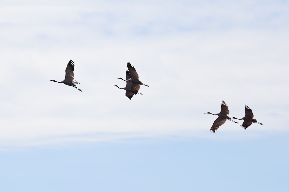 Brolga - ML645918772