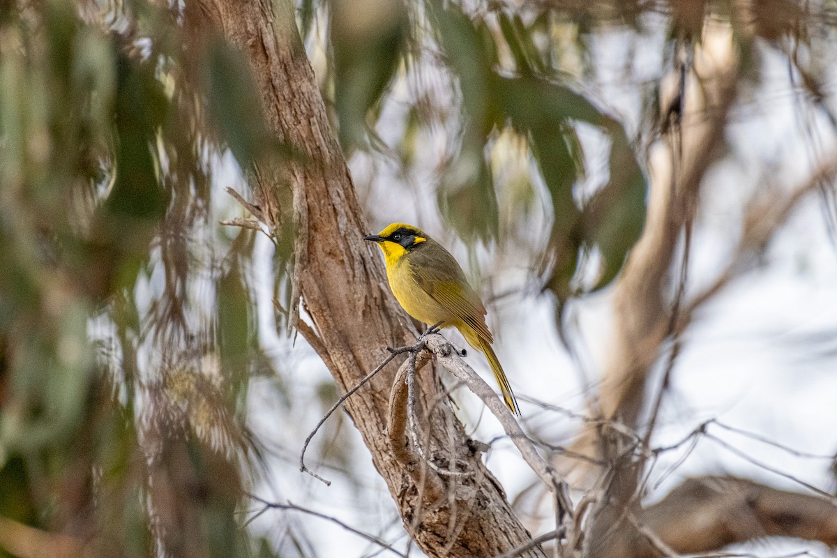 Yellow-tufted Honeyeater - ML645918784