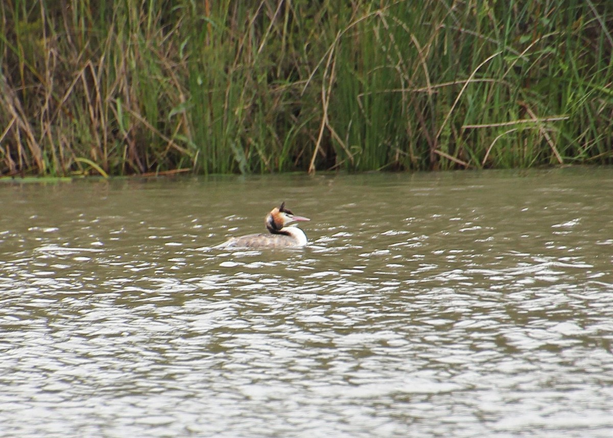 Great Crested Grebe - ML645918786