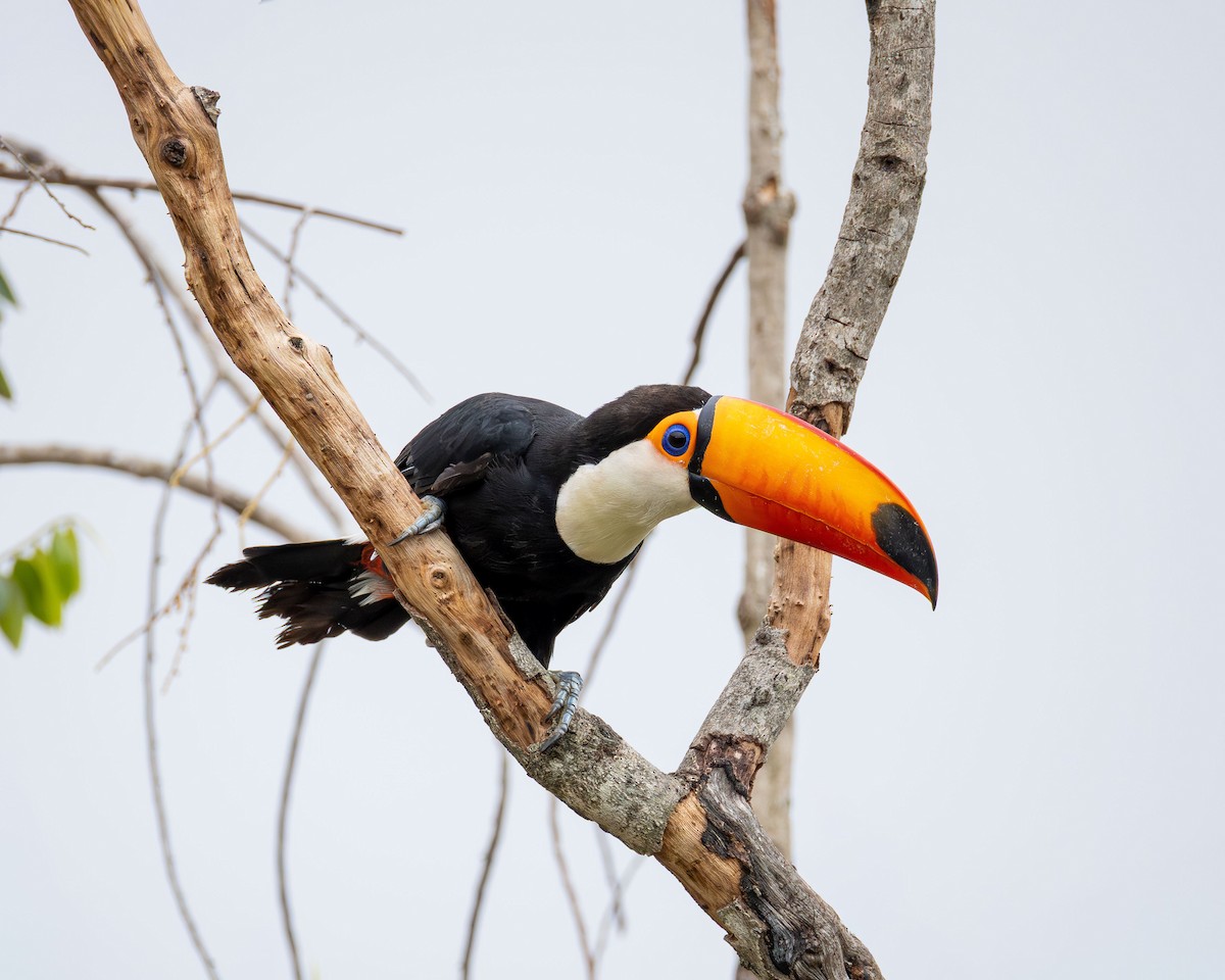 Toco Toucan - ML645918789