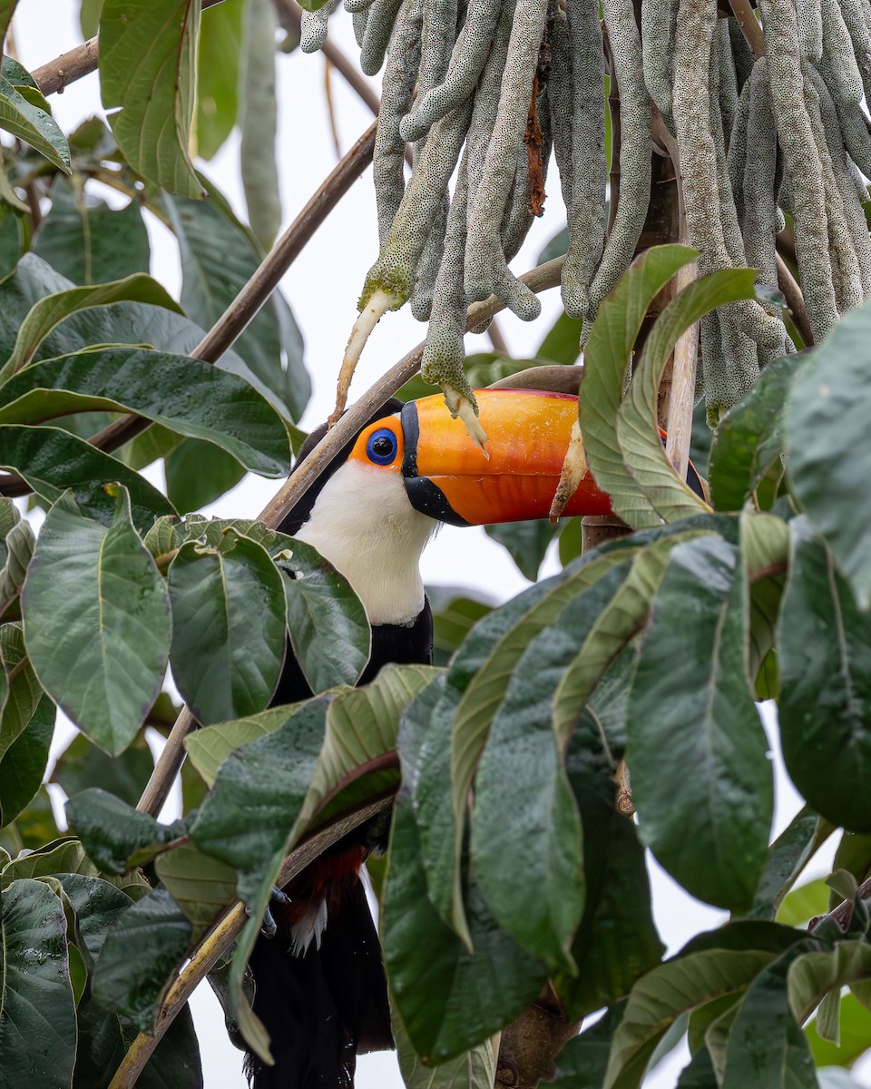 Toco Toucan - ML645918790