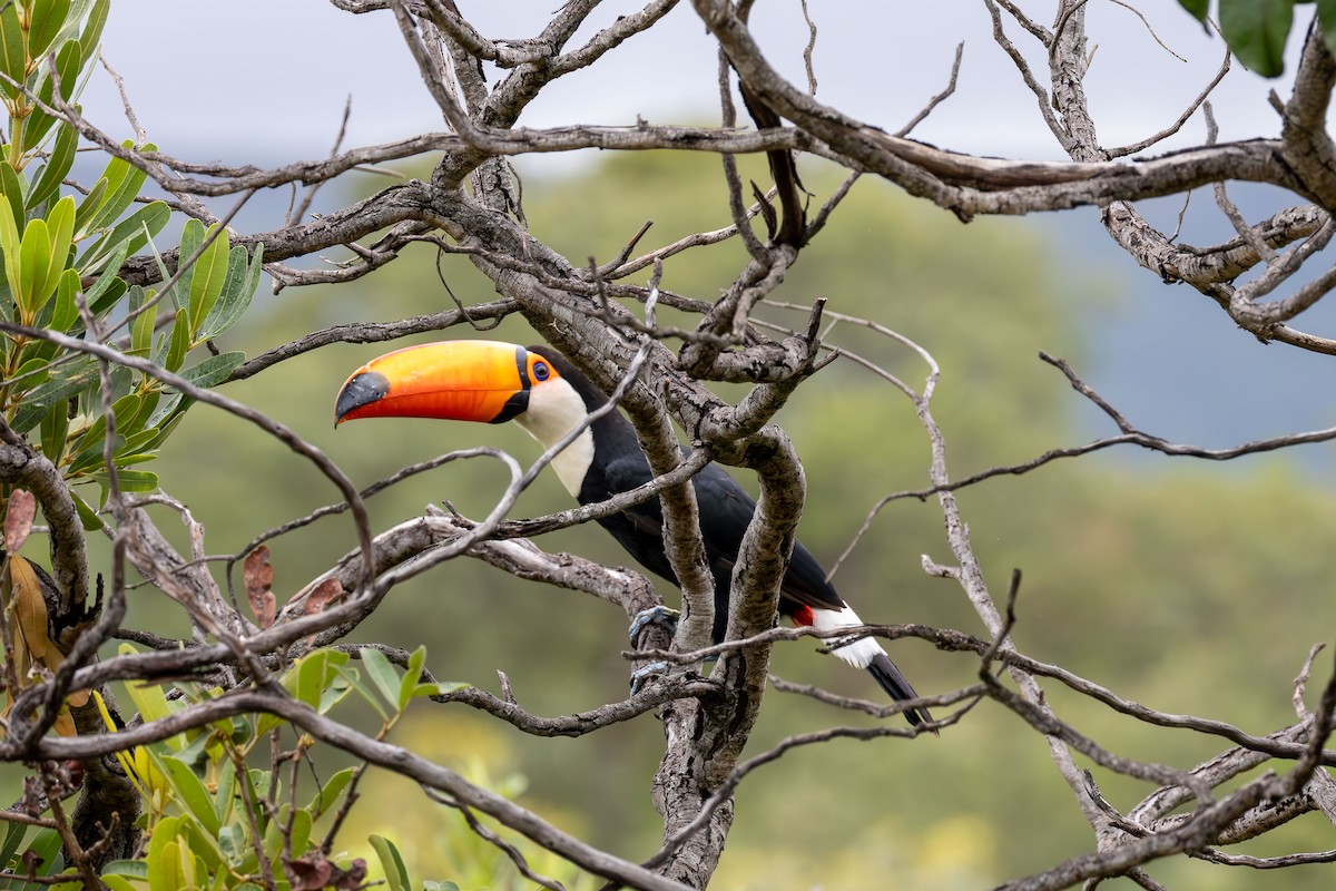 Toco Toucan - ML645918791