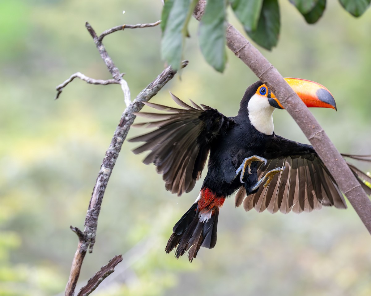 Toco Toucan - ML645918794