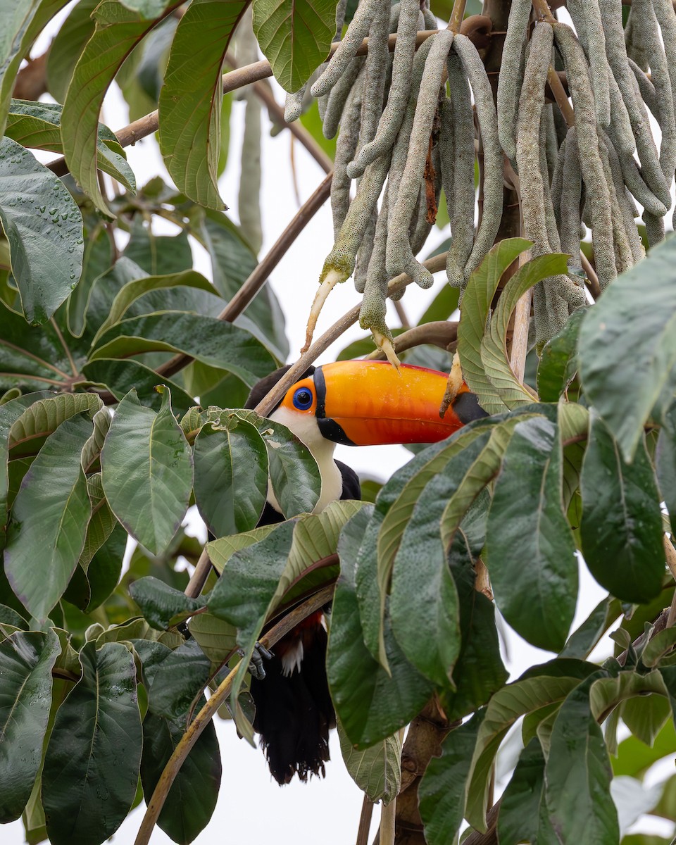 Toco Toucan - ML645918795