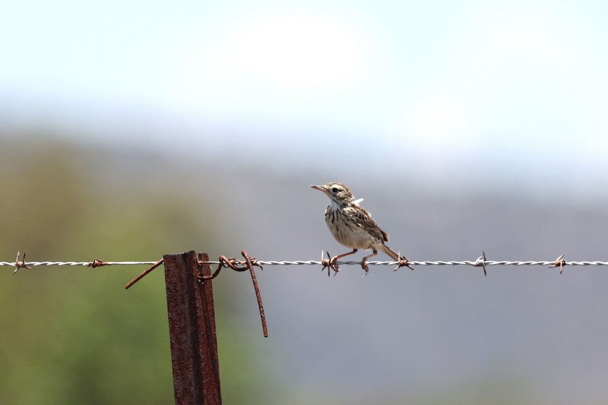 Australian Pipit - ML645918796