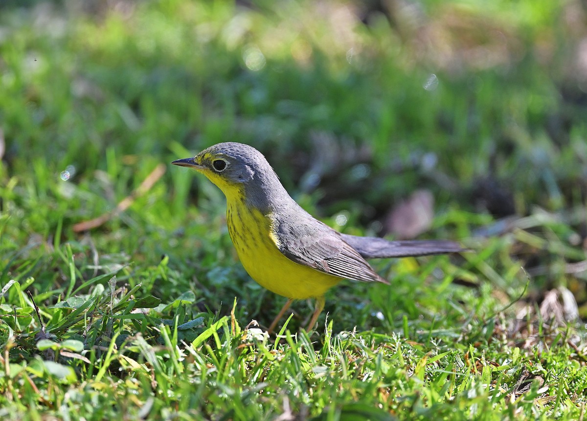 Canada Warbler - ML645918802