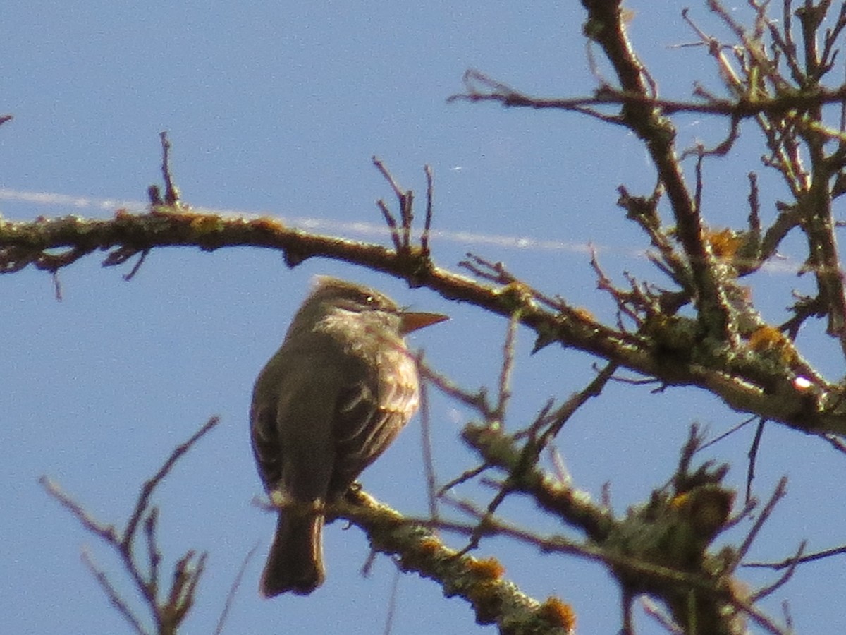 Greater Pewee - ML645918803