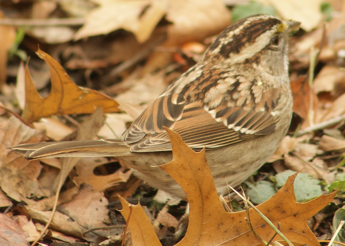 Ak Boğazlı Serçe - ML645918805