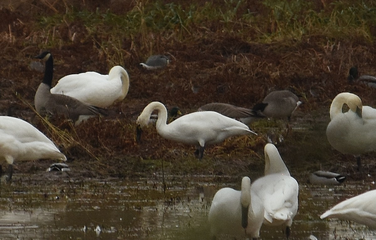 Küçük Kuğu - ML645918806