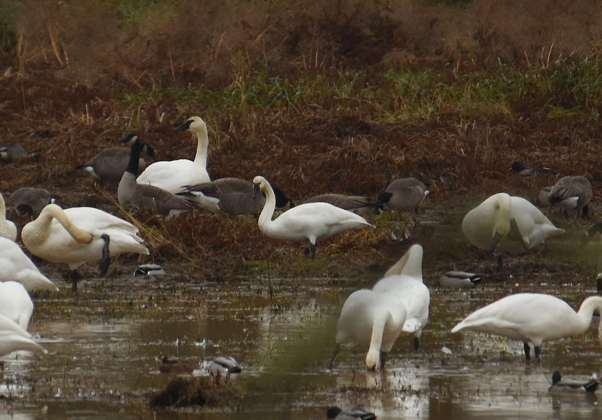 Küçük Kuğu - ML645918807