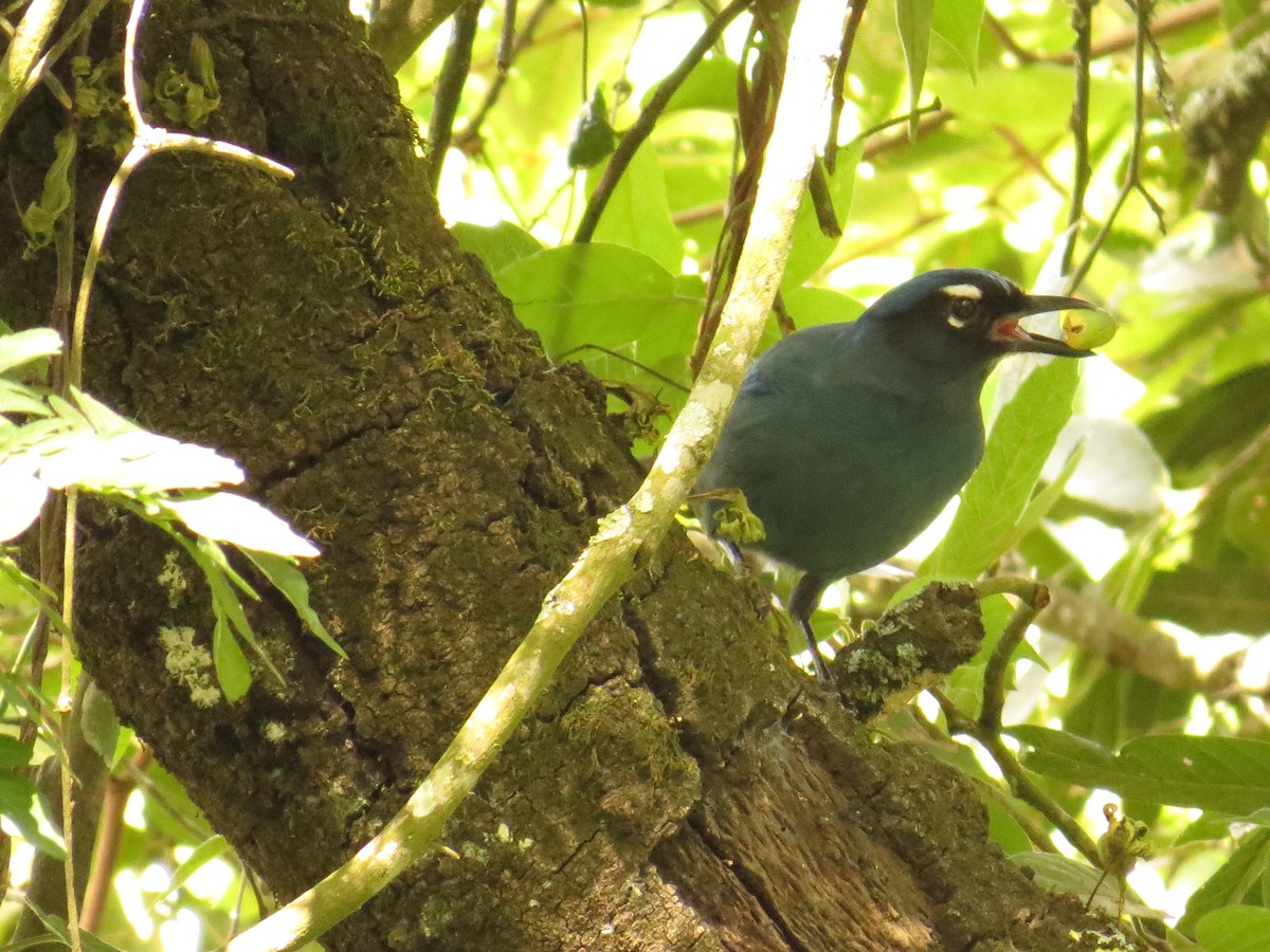 Steller Kargası - ML645918808