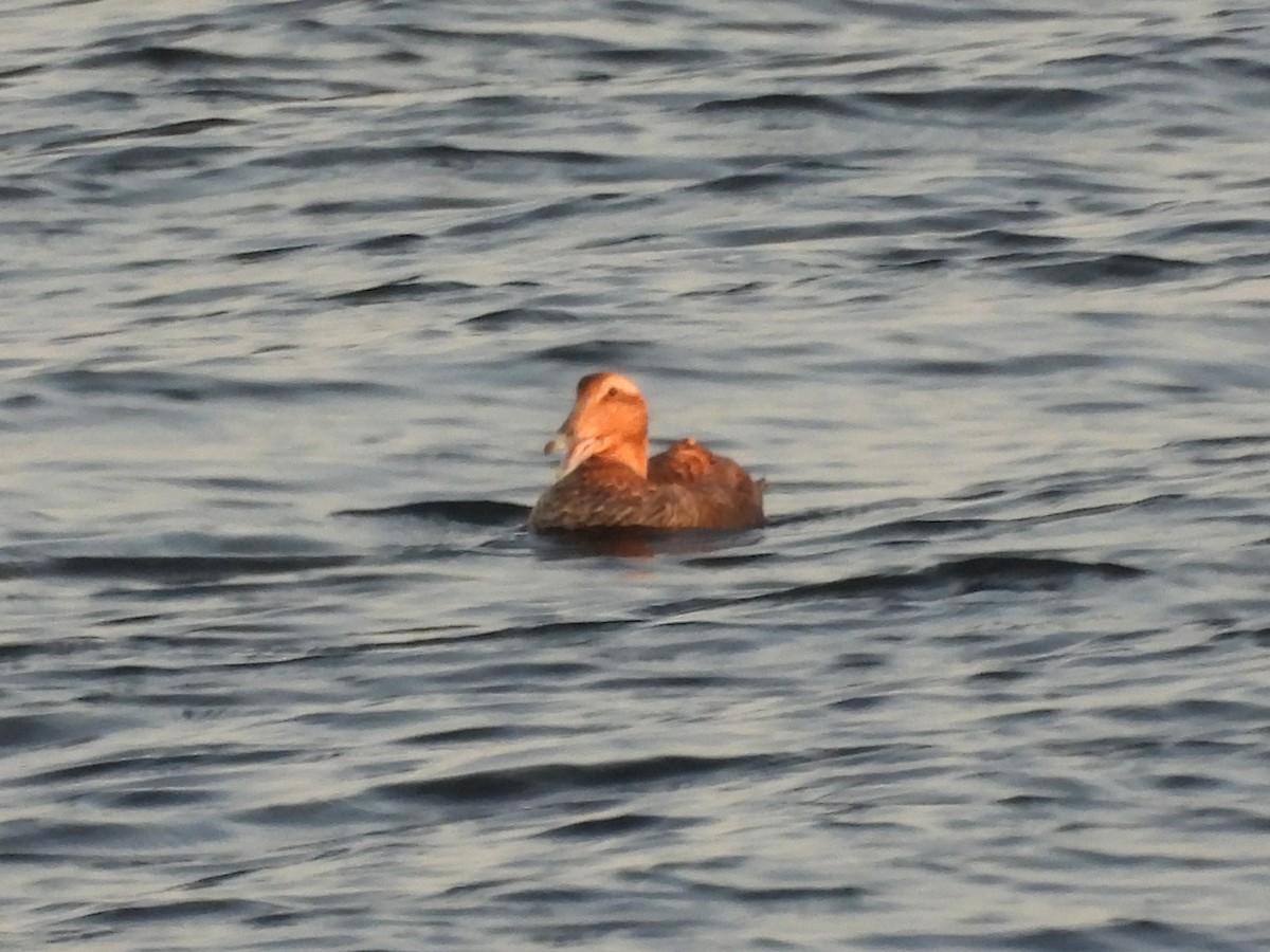 Pufla (dresseri) - ML645918809