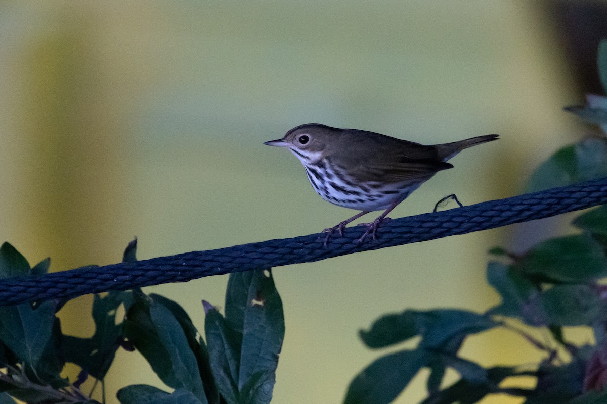 Fırıncı Ötleğen - ML645918810