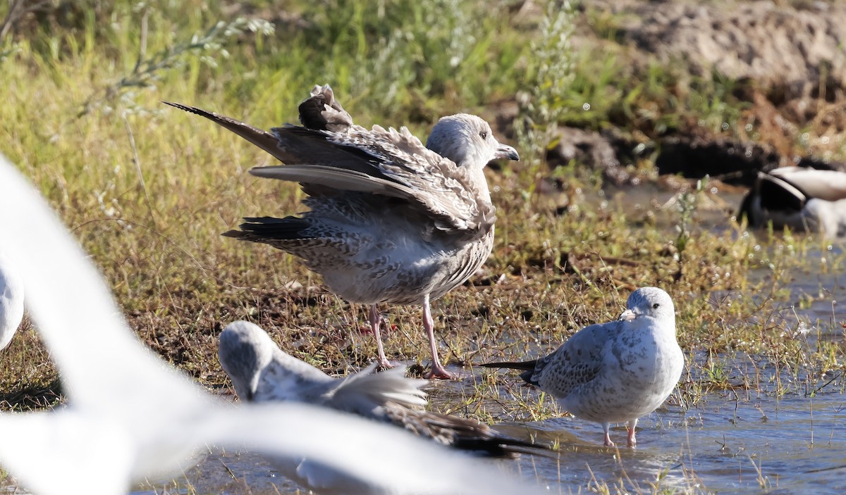 Kaliforniya Martısı - ML645918811