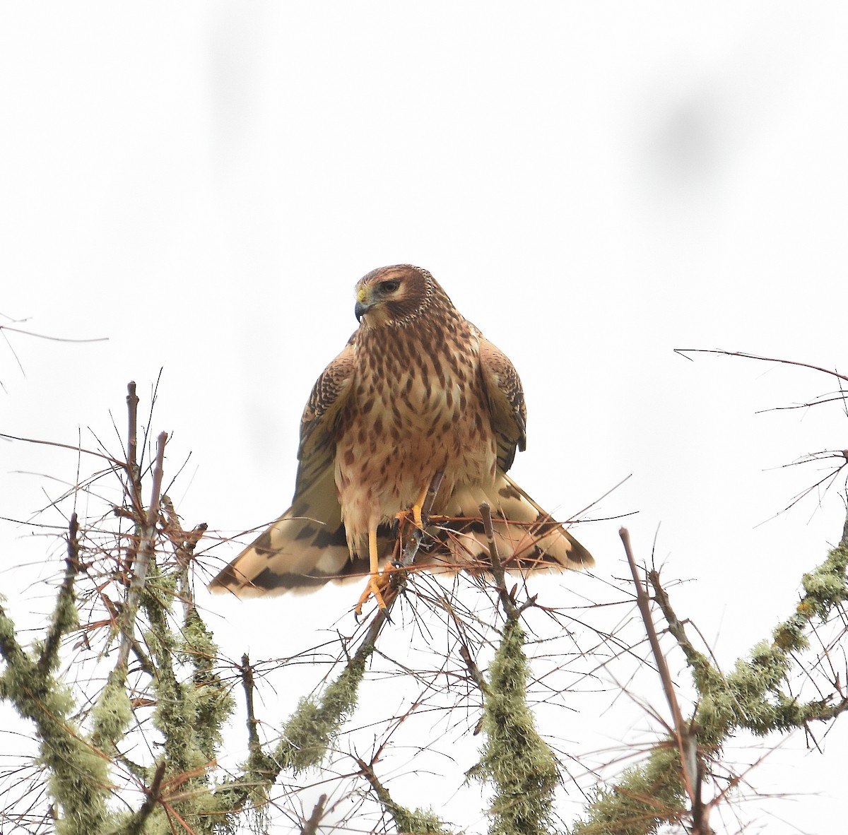 Amerika Delicesi - ML645918816