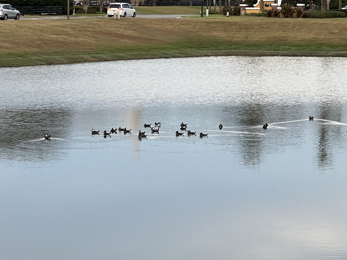 Başlıklı Tarakdiş - ML645918817