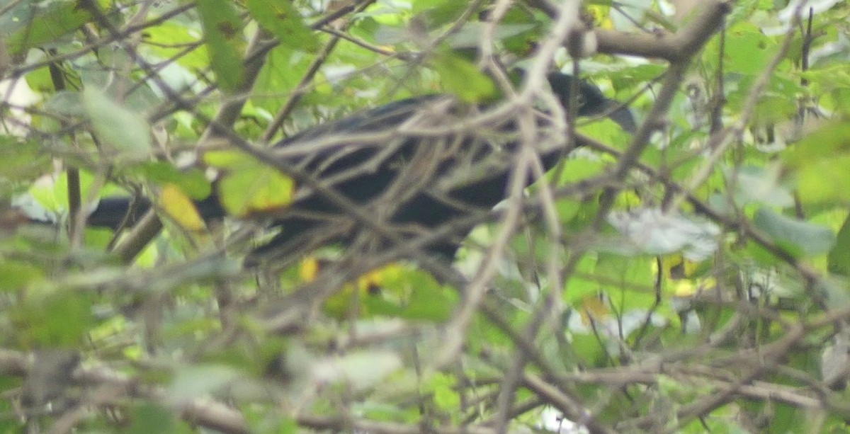 Büyük Ani - ML645918818