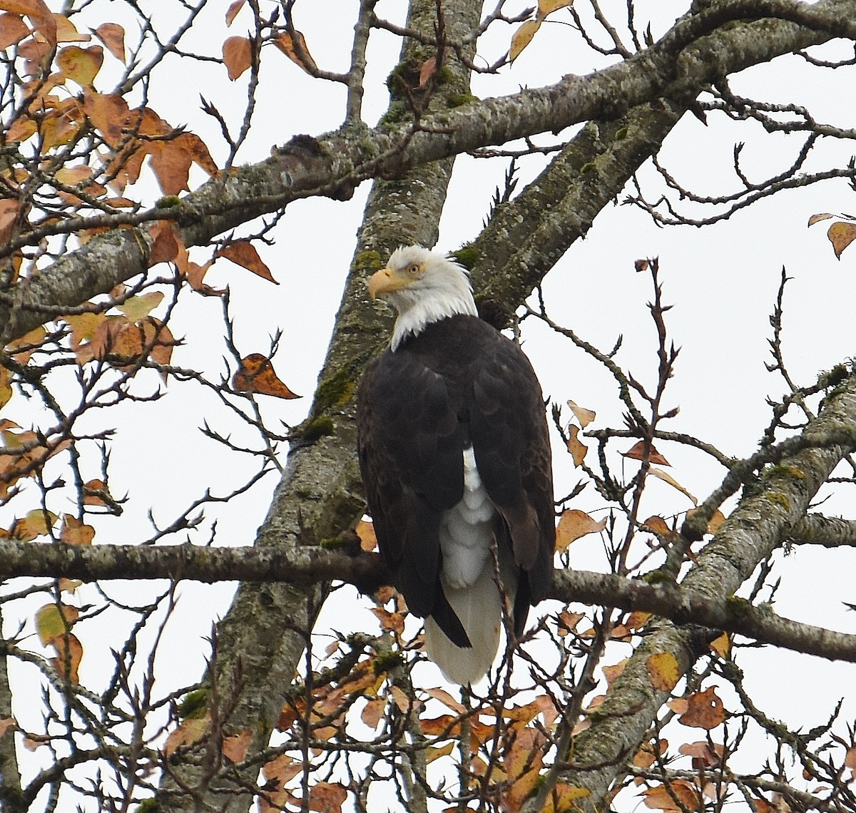 Ak Başlı Kartal - ML645918819