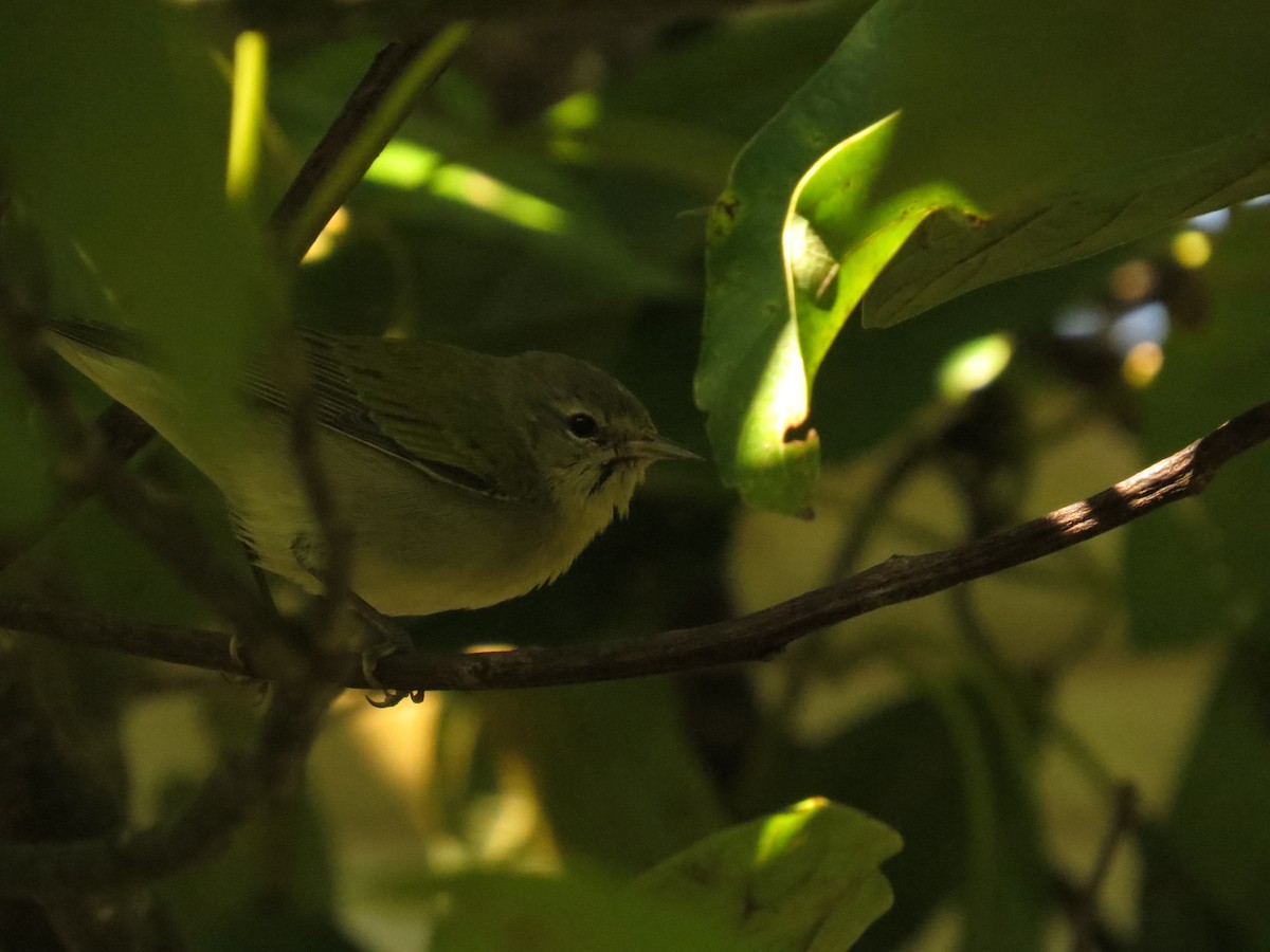 Tennesse Ötleğeni - ML645918820