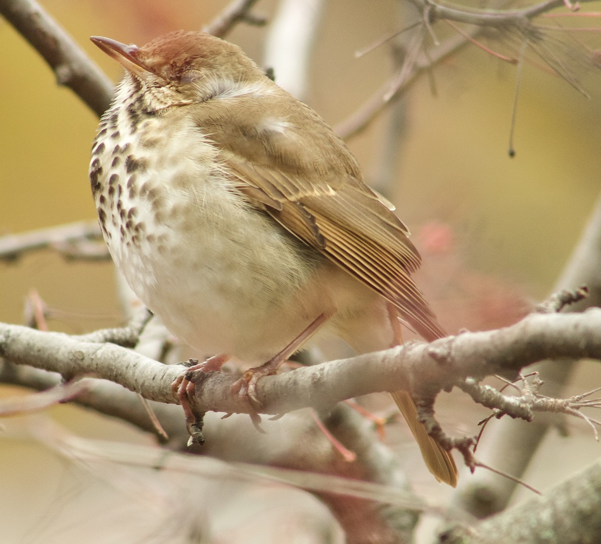 Münzevi Bülbül Ardıcı - ML645918822