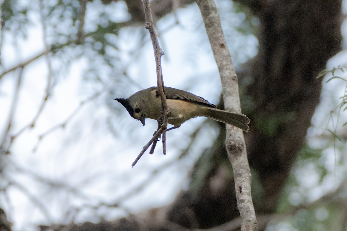 Kara Tepeli Baştankara - ML645918823
